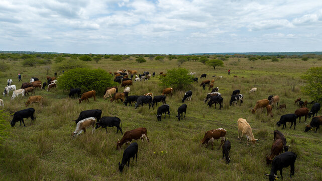 Aerial view of cattle grazing on green pastures, a symphony of brown and black against the vast sky, Ponta do Ouro, Maputo Province, Mozambique.