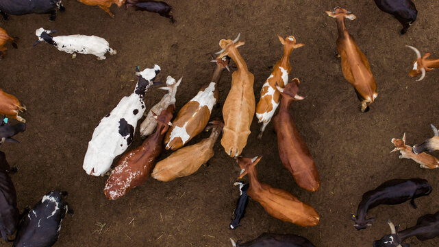 Aerial view of a herd of goats with diverse coat patterns standing on the dusty ground, Ponta do Ouro, Maputo Province, Mozambique.