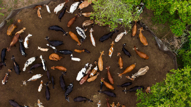 Aerial view of cattle in a field, their varied coats creating a mosaic of browns, blacks, and whites against the earth tones of the ground, Ponta do Ouro, Maputo Province, Mozambique.