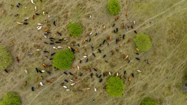 Aerial view of cattle scattered across the grassy terrain, dotted with round green bushes creating a textured mosaic of natural colors, Ponta do Ouro, Maputo Province, Mozambique.