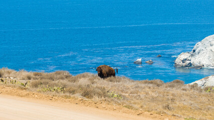 Aerial view of a lone bison grazing on the golden, sun-kissed cliffs overlooking the shimmering turquoise ocean, Avalon, California, United States.