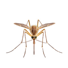 A close-up photograph of a mosquito on a black background