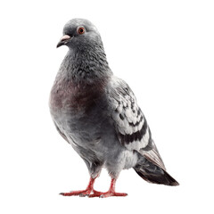 Obraz premium Realistic gray pigeon illustration, urban bird wildlife clipart PNG, detailed feathers and red feet for design and education isolated on Transparent Background