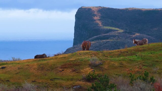 Kuniga Coast and Wild Horses, Shimane Oki Islands, Japan