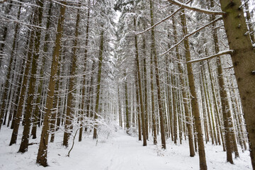 trekking in snovy winter forest