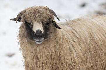 sheep outdoors on farm in winter