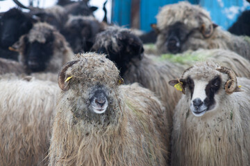 sheep outdoors on farm in winter