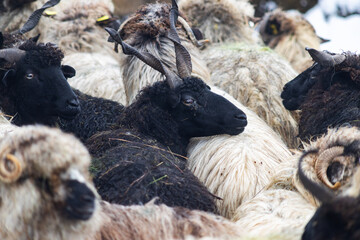 sheep outdoors on farm in winter