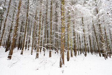 trekking in snovy winter forest