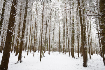 trekking in snovy winter forest