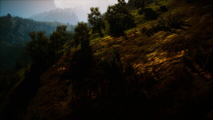 Obraz premium A stunning hillside scene features lush greenery and scattered trees. Sunlight gently illuminates the landscape, creating captivating shadows on the ground, inviting exploration and tranquility.