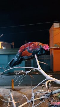 Rooster perched on branch at night. Colorful rooster resting on bare branch in urban night environment under artificial light.