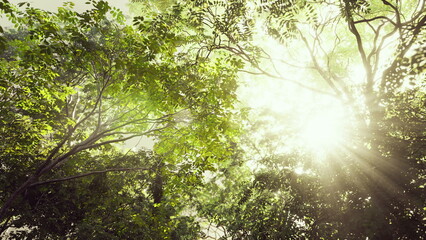 Fototapeta premium Bright sunlight streams through the dense canopy of leaves, illuminating the peaceful forest. The vibrant greens create a tranquil atmosphere perfect for nature lovers.