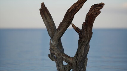 A weathered piece of driftwood rises above calm ocean waters, its intricate shapes capturing the fading light of sunset. The scene invites contemplation and appreciation of natures artistry.