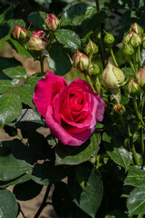 Vibrant pink rose Vien&nbsp;Rose in full bloom, surrounded by lush green leaves and delicate buds, exuding freshness and natural beauty. Selective focus. Nature concept for design.