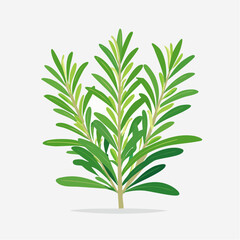 Fototapeta premium Vibrant vector illustration of rosemary sprigs on white background
