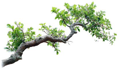 Fototapeta premium Close-up of a small, sculpted tree branch with green leaves, isolated on a black background