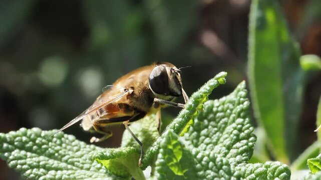 Syrphe ceintur&eacute; (Eristalis tenax) pos&eacute; sur la v&eacute;g&eacute;tation, mouche mim&eacute;tique de l&rsquo;abeille
