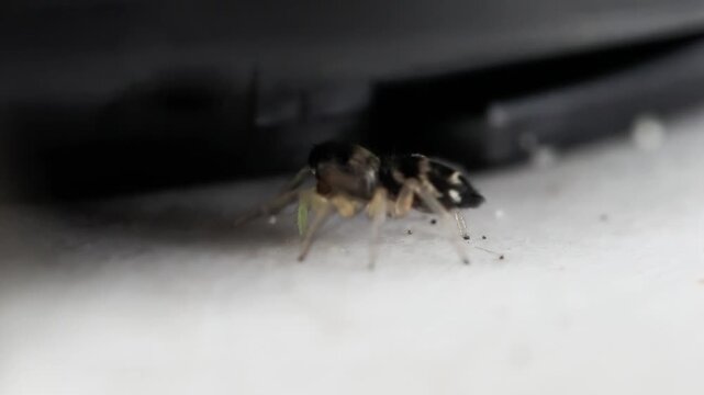 Saltique arlequin (Salticus scenicus) en d&eacute;placement, araign&eacute;e sauteuse de la famille des Salticidae