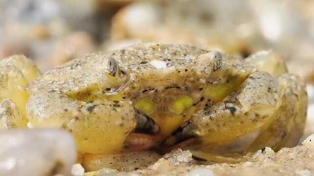 Crabe enrag&eacute; (Carcinus maenas) se d&eacute;pla&ccedil;ant sur le sable humide d&rsquo;une plage &agrave; mar&eacute;e basse