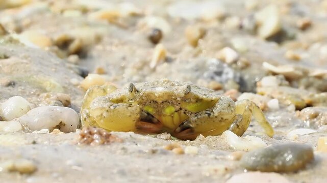 Crabe enrag&eacute; (Carcinus maenas) se d&eacute;pla&ccedil;ant sur le sable humide d&rsquo;une plage &agrave; mar&eacute;e basse
