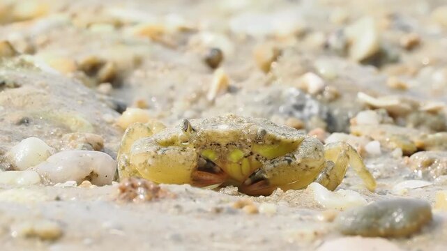 Crabe enrag&eacute; (Carcinus maenas) se d&eacute;pla&ccedil;ant sur le sable humide d&rsquo;une plage &agrave; mar&eacute;e basse