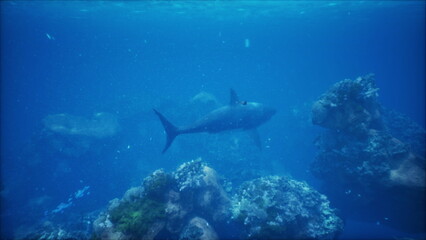 Obraz premium Colorful underwater scenery unfolds as a sleek shark swims among vibrant coral formations. Sunlight filters through the ocean surface, illuminating the marine paradise.