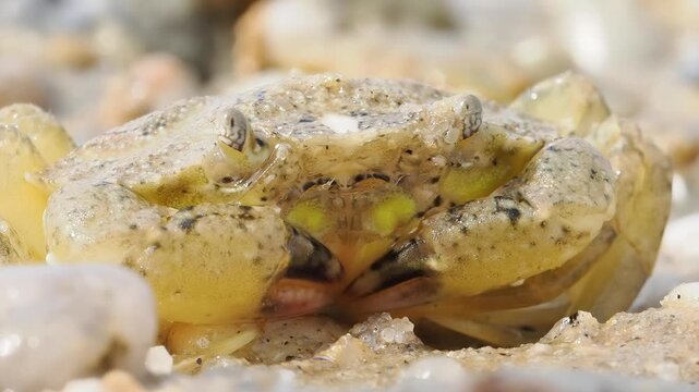 Crabe enrag&eacute; (Carcinus maenas) se d&eacute;pla&ccedil;ant sur le sable humide d&rsquo;une plage &agrave; mar&eacute;e basse