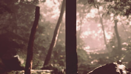 Obraz premium Sunlight filters through trees in a tranquil forest. Shadows play on rocks, creating a serene atmosphere for wanderers exploring natures beauty at dawn.