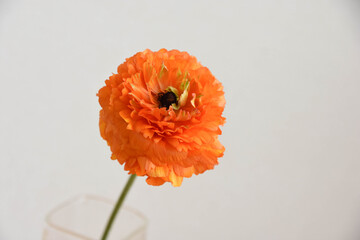 オレンジ色のラナンキュラス