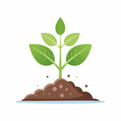 Young plant growing upwards from soil against white background