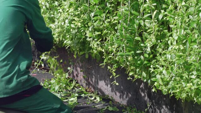 Gardener's hands trimming Lee Kwan Yew (Vernonia elliptica) hanging on the wall with garden shears