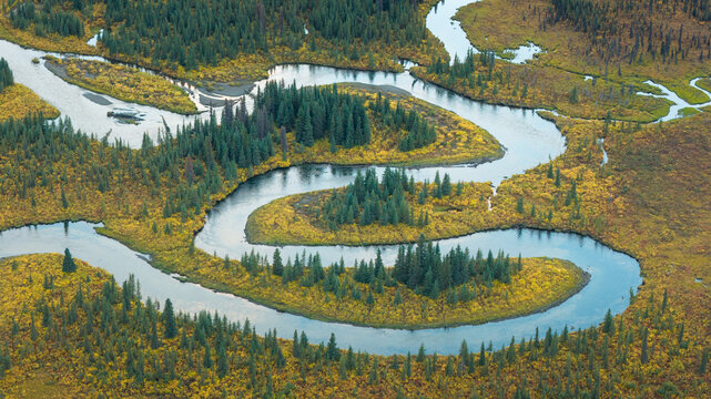 Aerial view of a winding river snaking through the golden tundra and verdant forests along the Denali Highway, Trapper Creek, Alaska, United States.