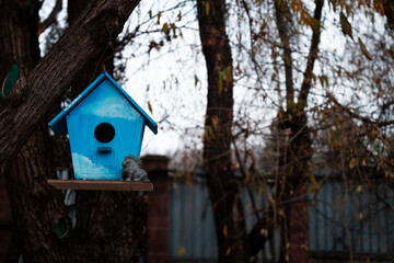 Blue Birdhouse Hanging on Tree in Autumn Garden