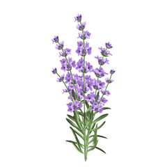 Obraz premium Lavender's Delicate Charm: A close-up shot of a delicate lavender bouquet, showcasing its vibrant purple hue and intricate floral details.