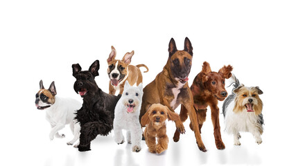 Group of different dog breeds running together isolated on white background composition. Concept of pet care services, veterinary marketing, adoption campaigns, and active lifestyle visuals.
