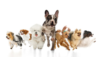 Collage of mixed dog breeds running toward camera isolated on white background. Concept of pet food advertising, animal healthcare promotion, pet insurance visuals, and dynamic animal behavior.