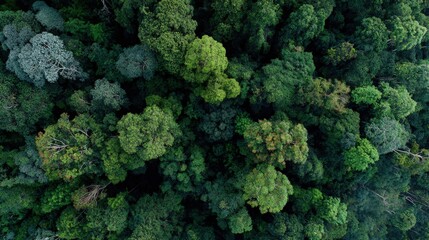 Aerial top view forest trees rainforest ecosystem and healthy environment concept and background landscape beautiful