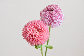 マムとスカビオサ