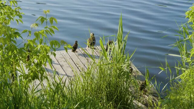 Footage captures two wild ducks, likely female mallards or ducklings, resting on a rustic wooden pier by the quiet Ros River in Ukraine on a sunny summer day.