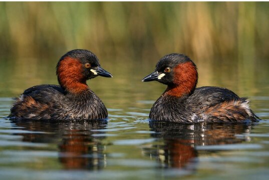 The little grebe (Tachybaptus ruficollis), also known as the dabchick, is a small freshwater diving bird found on lakes, ponds, and wetlands.