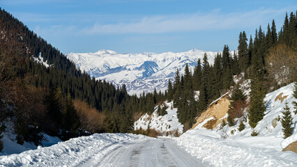a dense spruce forest in a mountain gorge. winter in the mountains
