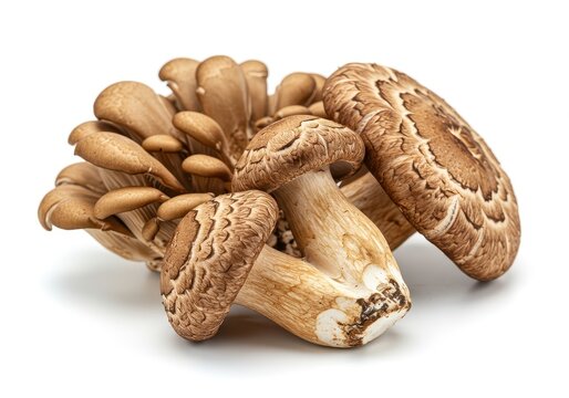 Delicious, freshly harvested maitake mushrooms, also known as Hen of the Woods, isolated on a stark white surface, autumn, brown, fresh
