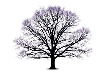 Obraz premium Dramatic silhouette of a large, bare deciduous tree standing alone, defined purely by its stark outline against an intensely isolated white background, stark, white background, large