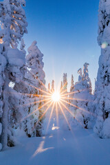 winter landscape with snow