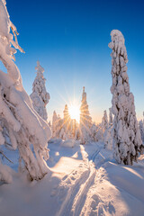 winter landscape with snow