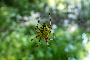 Fototapeta premium The wasp spider Argiope swings on a specific web with a zigzag lock.The grief of Sikhote Alin. Eastern Siberia