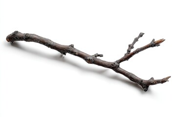 Small brown twig with tiny branches, isolated on white
