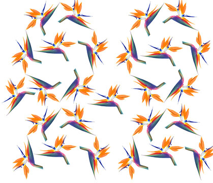 Bird of paradise flower pattern