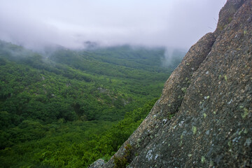 Mountain remains and oak forests. The Mongolian oak (Quercus mongolica) tree covers all the slopes in the east of the Sikhote Alin Mountains. The coast of the Sea of Japan